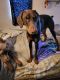 Doberman Pinscher Puppies for sale in Lima, OH, USA. price: $1,000