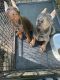 Doberman Pinscher Puppies for sale in Atlanta, GA, USA. price: $3,200