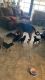 Doberman Pinscher Puppies for sale in Phoenix, AZ 85033, USA. price: $150