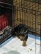 Doberman Pinscher Puppies for sale in Kansas City, MO, USA. price: $1,000
