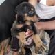 Doberman Pinscher Puppies for sale in Jabalpur, Madhya Pradesh, India. price: 17000 INR