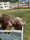 Doberman Pinscher Puppies for sale in Hesperia, CA, USA. price: $800