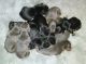 Doberman Pinscher Puppies for sale in South Daytona, FL 32119, USA. price: $800
