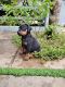 Doberman Pinscher Puppies for sale in Koduvally, Kerala 673572, India. price: 15000 INR