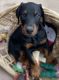 Doberman Pinscher Puppies for sale in San Diego, CA, USA. price: $2,000
