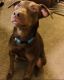 Doberman Pinscher Puppies for sale in Las Vegas, NV 89123, USA. price: NA