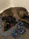 Doberman Pinscher Puppies for sale in Freeland, MI 48623, USA. price: $2,000