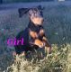 Doberman Pinscher Puppies for sale in Twin Falls, ID, USA. price: $600