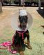Doberman Pinscher Puppies for sale in Palm Springs, CA, USA. price: NA
