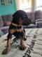 Doberman Pinscher Puppies for sale in Coshocton, OH 43812, USA. price: $750