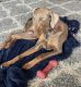 Doberman Pinscher Puppies for sale in Bloomington, IL, USA. price: $600