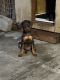 Doberman Pinscher Puppies for sale in Di Giorgio, CA 93203, USA. price: $500
