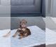 Doberman Pinscher Puppies for sale in Tustin, CA, USA. price: $1,000