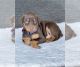 Doberman Pinscher Puppies for sale in Tustin, CA, USA. price: $1,000