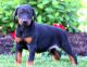 Doberman Pinscher Puppies for sale in San Antonio, TX 78288, USA. price: $1,025