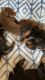 Doberman Pinscher Puppies for sale in Frisco, TX, USA. price: $300