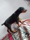 Doberman Pinscher Puppies for sale in Pune, Maharashtra, India. price: 15000 INR