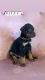 Doberman Pinscher Puppies for sale in Lynwood, CA, USA. price: $1,200
