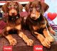 Doberman Pinscher Puppies for sale in Myakka City, FL 34251, USA. price: $1,500