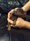 Doberman Pinscher Puppies for sale in Broxton, GA 31519, USA. price: $1,200