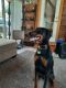Doberman Pinscher Puppies for sale in Wayne, MI 48184, USA. price: $1,000