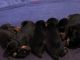 Doberman Pinscher Puppies for sale in Charlotte, NC, USA. price: $1,500