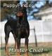 Doberman Pinscher Puppies for sale in Green Bay, WI, USA. price: NA