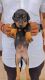 Doberman Pinscher Puppies for sale in Karad, Maharashtra, India. price: 12000 INR