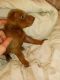 Doberman Pinscher Puppies for sale in Broxton, GA 31519, USA. price: $1,000