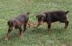Doberman Pinscher Puppies for sale in Sevierville, TN, USA. price: $700