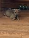 Doberman Pinscher Puppies for sale in Beecher, IL 60401, USA. price: NA