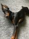 Doberman Pinscher Puppies for sale in Rockford, IL, USA. price: $150,000