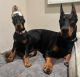Doberman Pinscher Puppies for sale in Bethany, OK 73008, USA. price: $900