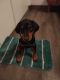Doberman Pinscher Puppies for sale in Solapur - Pune Hwy, Maharashtra, India. price: 20000 INR