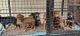 Doberman Pinscher Puppies for sale in Hindu College Train Station, Pattabiram, Tamil Nadu 600072, India. price: 8000 INR