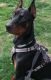 Doberman Pinscher Puppies for sale in Ashland, KY, USA. price: $800