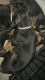Doberman Pinscher Puppies for sale in University Park, IL 60466, USA. price: NA