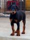 Doberman Pinscher Puppies for sale in Elgin, TX 78621, USA. price: $1,000