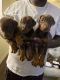 Doberman Pinscher Puppies for sale in Henderson, NV 89011, USA. price: $1,000