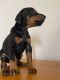 Doberman Pinscher Puppies for sale in Chattanooga, TN, USA. price: NA