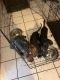 Doberman Pinscher Puppies for sale in Orlando, FL 32837, USA. price: $800