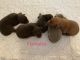 Doberman Pinscher Puppies for sale in Port Charlotte, FL, USA. price: NA