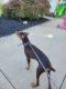 Doberman Pinscher Puppies for sale in Stow, OH, USA. price: $400