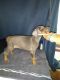 Doberman Pinscher Puppies for sale in Mardela Springs, MD 21837, USA. price: $1,000