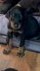 Doberman Pinscher Puppies for sale in University Park, IL 60466, USA. price: NA