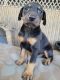 Doberman Pinscher Puppies for sale in Peoria, IL, USA. price: NA