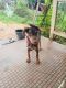 Doberman Pinscher Puppies for sale in Chandrapur, Maharashtra, India. price: 8000 INR