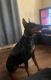 Doberman Pinscher Puppies for sale in San Marcos, CA, USA. price: $1,000