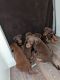 Doberman Pinscher Puppies for sale in Henderson, NV, USA. price: $800