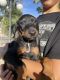 Doberman Pinscher Puppies for sale in Fontana, CA, USA. price: $800